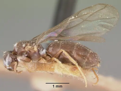 Nylanderia sikorae specimen