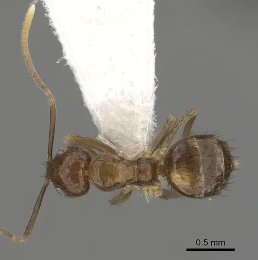 Nylanderia silvestrii specimen