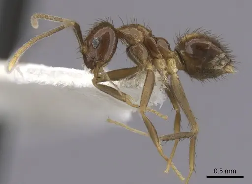 Nylanderia silvestrii specimen