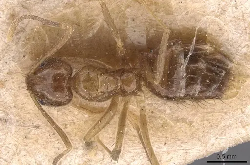 Nylanderia silvestrii - CASENT0905659