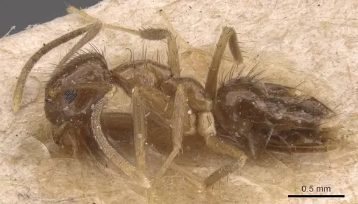 Nylanderia silvestrii - CASENT0905659