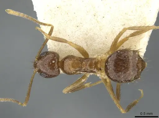 Nylanderia silvestrii - CASENT0911037