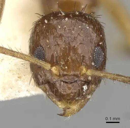 Nylanderia silvestrii - CASENT0911037