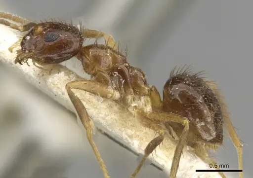 Nylanderia silvestrii - CASENT0911037