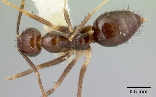 Nylanderia silvula specimen