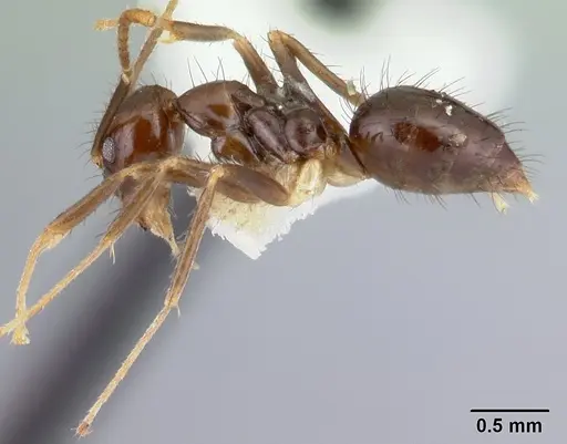 Nylanderia silvula specimen