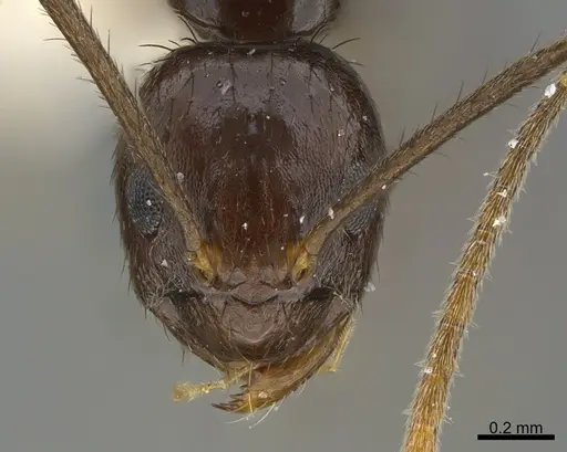 Nylanderia silvula - CASENT0217203