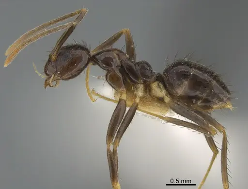 Nylanderia silvula - CASENT0217203