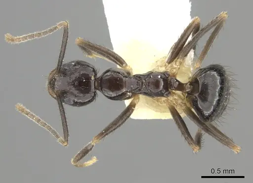 Nylanderia silvula - LACMENT272717