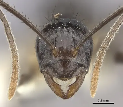 Nylanderia silvula - LACMENT272717