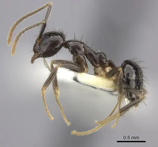 Nylanderia silvula - LACMENT272717