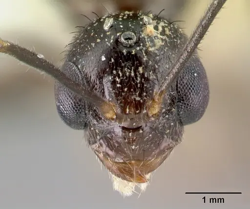 Nylanderia silvula - LACMENT272719