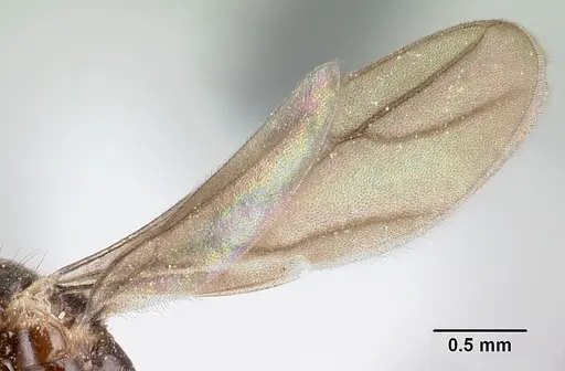 Nylanderia silvula - LACMENT272719