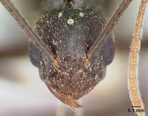 Nylanderia silvula - LACMENT272721