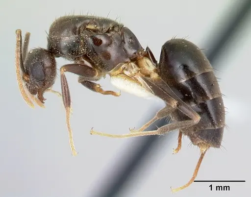 Nylanderia silvula - LACMENT272721