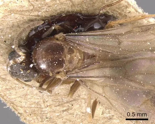 Nylanderia simpliciuscula specimen