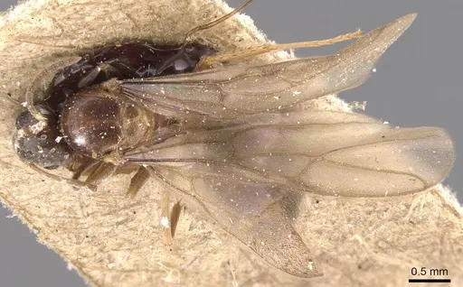 Nylanderia simpliciuscula specimen