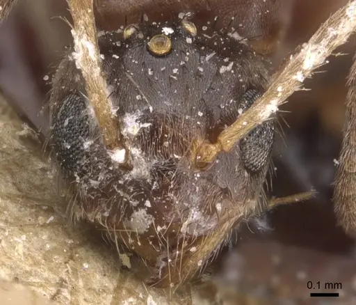 Nylanderia simpliciuscula specimen