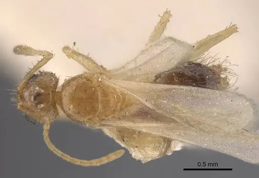 Nylanderia sindbadi specimen