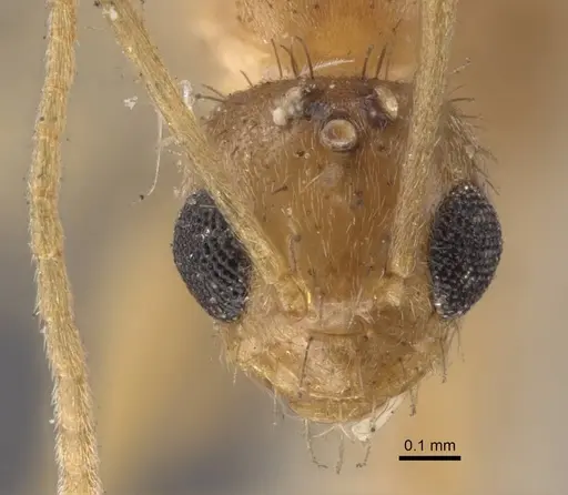 Nylanderia sindbadi specimen