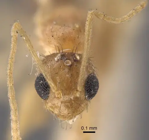 Nylanderia sindbadi specimen