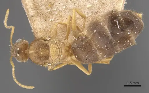 Nylanderia smythiesii specimen