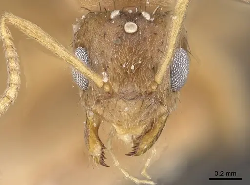 Nylanderia smythiesii specimen