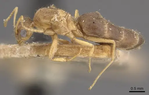 Nylanderia smythiesii specimen