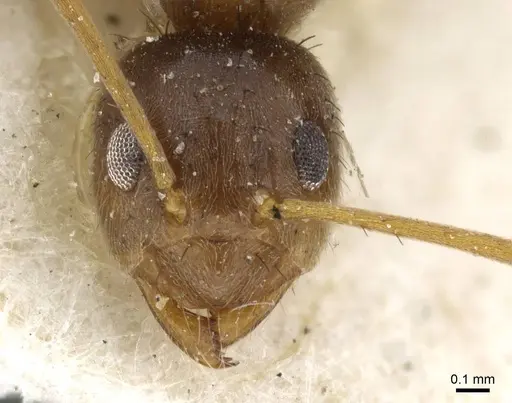 Nylanderia steeli specimen