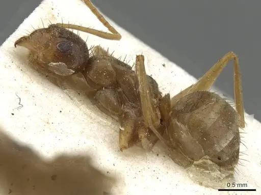 Nylanderia steeli specimen