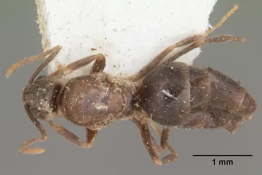 Nylanderia steinheili specimen