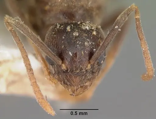 Nylanderia steinheili specimen