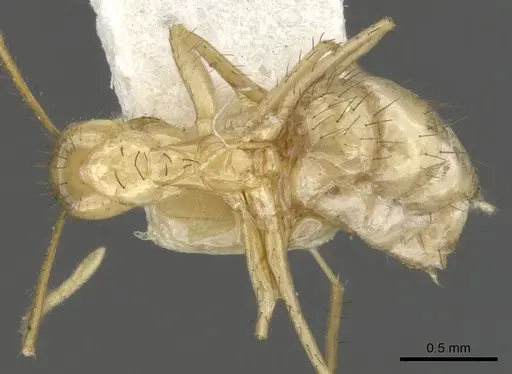 Nylanderia stigmatica specimen