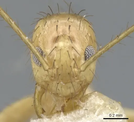 Nylanderia stigmatica specimen