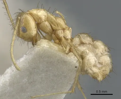 Nylanderia stigmatica specimen