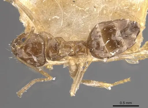 Nylanderia tasmaniensis specimen