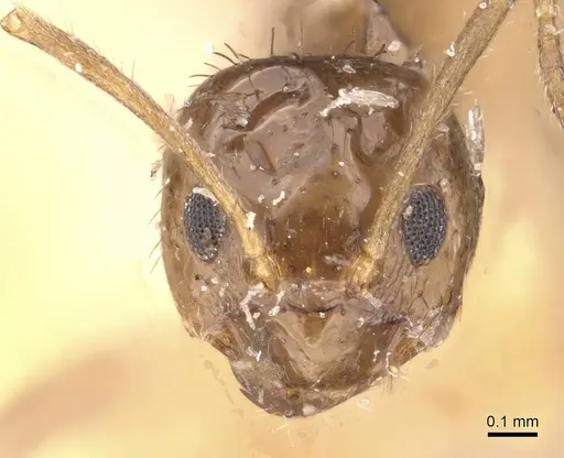 Nylanderia tasmaniensis specimen