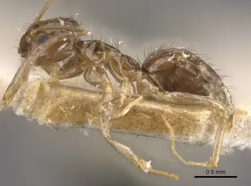 Nylanderia tasmaniensis specimen