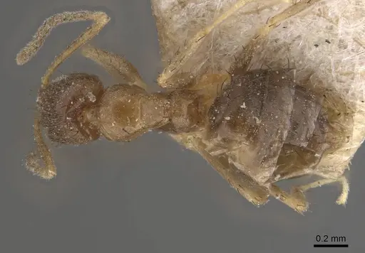 Nylanderia taylori specimen