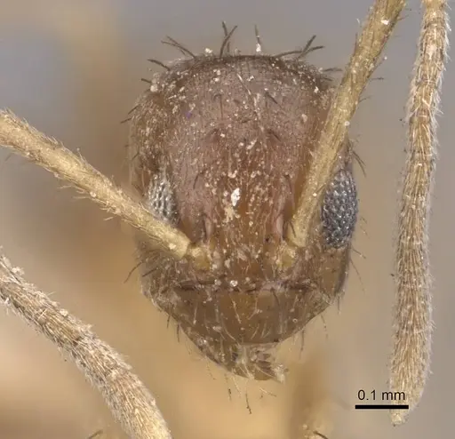 Nylanderia taylori specimen