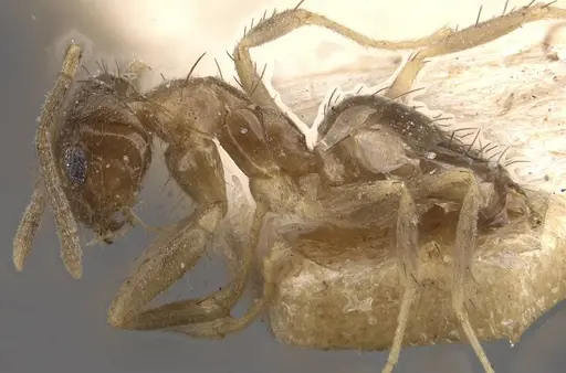 Nylanderia taylori specimen