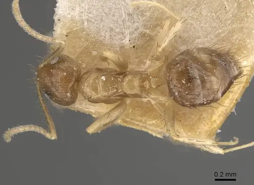 Nylanderia taylori - CASENT0911012