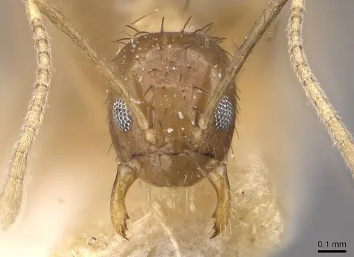 Nylanderia taylori - CASENT0911012