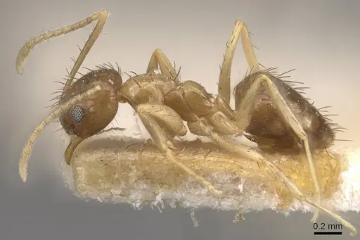 Nylanderia taylori - CASENT0911012