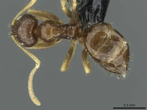 Nylanderia teranishii specimen