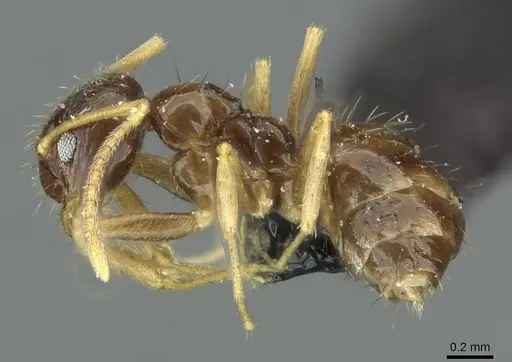 Nylanderia teranishii specimen