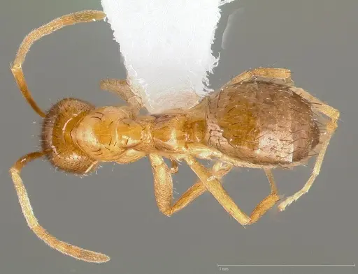 Nylanderia terricola specimen