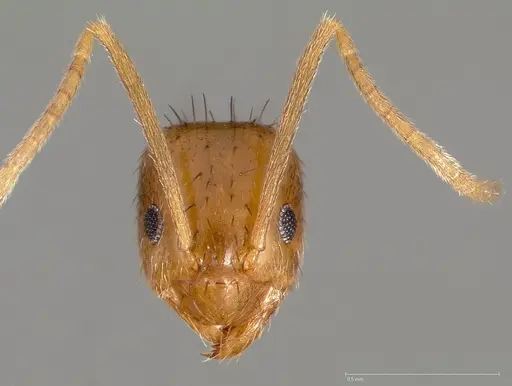 Nylanderia terricola specimen