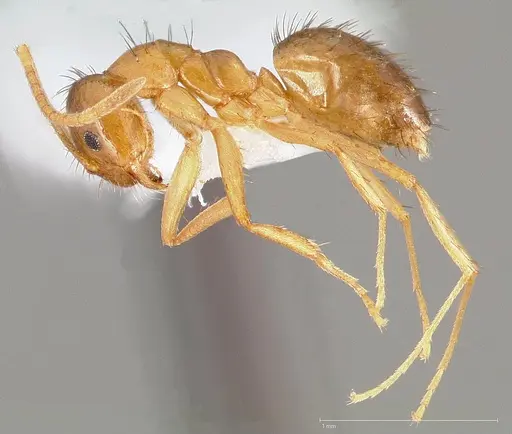 Nylanderia terricola specimen