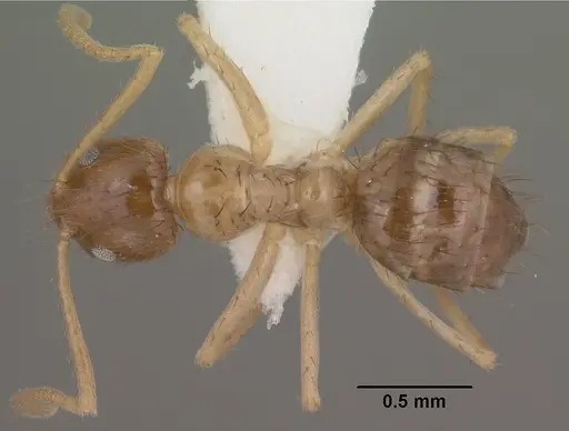 Nylanderia terricola - CASENT0102819